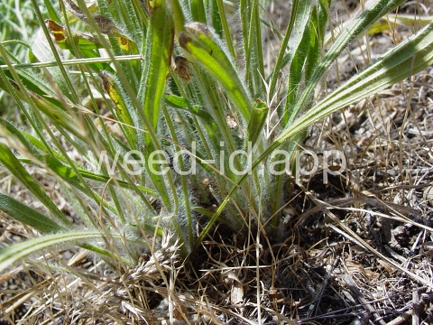 plantain, buckhorn